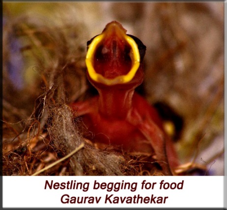 Gaurav Kavathekar - House sparrow nestling begging for food